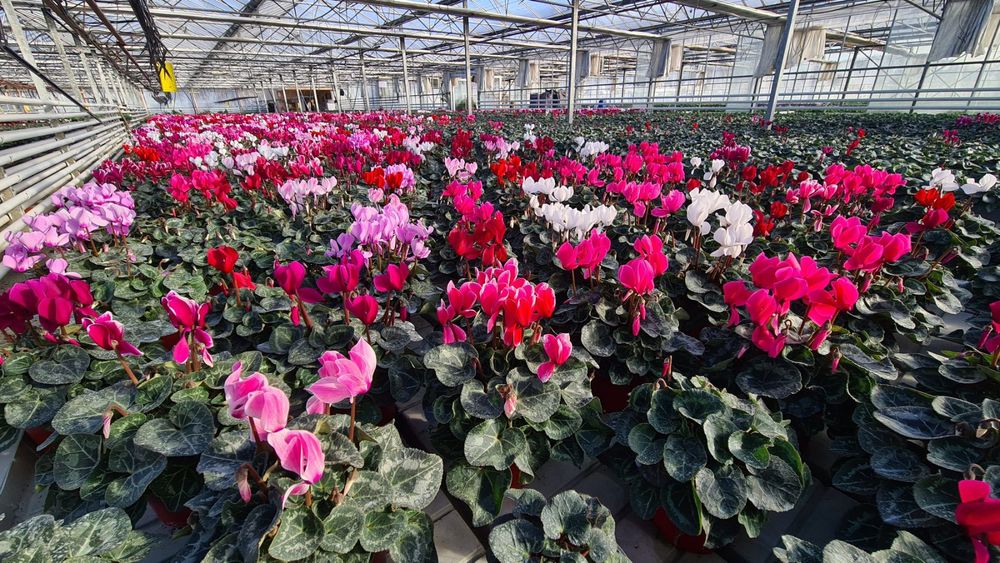 Цветя иглика циклама зюмбюл карамфил виола