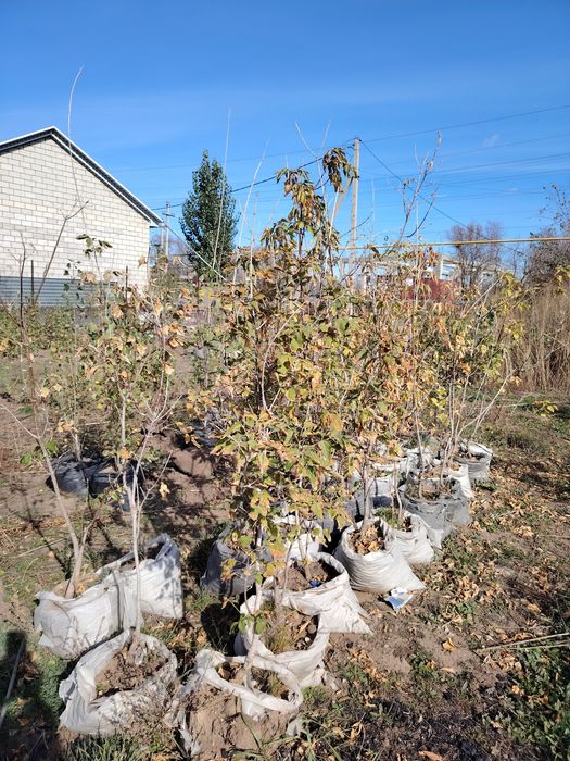 Тополя, тополь, клен