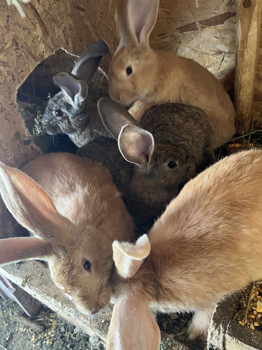 Vand iepuri uriasi germani