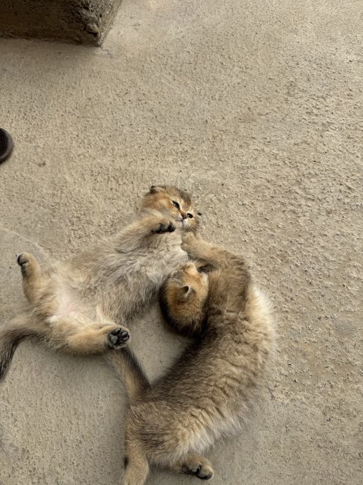 Скотиш Фолд оригинали