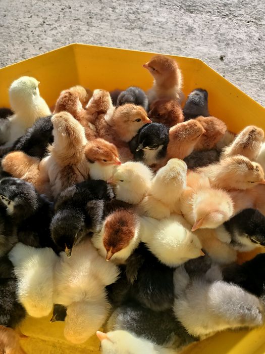 pui de vânzare țărănești