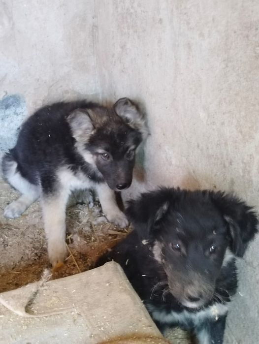 Щенята ищут мам и пап