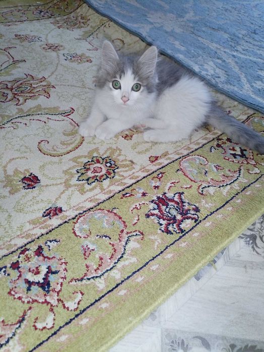 Отдам котят в хорошие руки