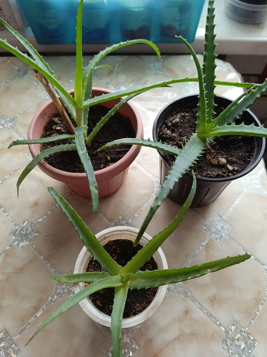 Распродажа комнатных цветов от 500 тенге