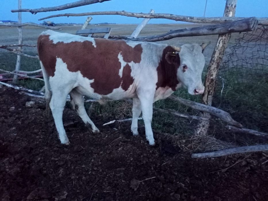 Продам Корова , быки.                     .
