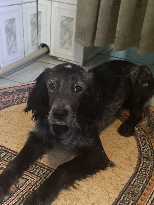 Продам щенка английского сеттера