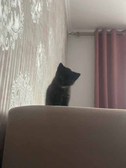 Котенок шотландтка скоттиш страйт