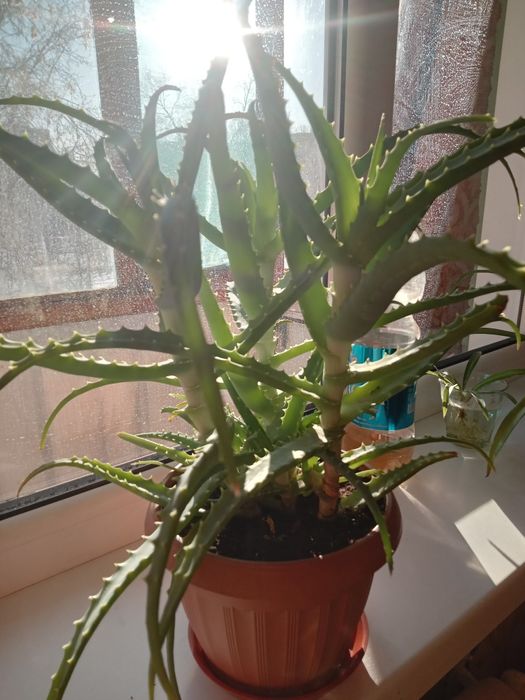 Продам алое лечебный