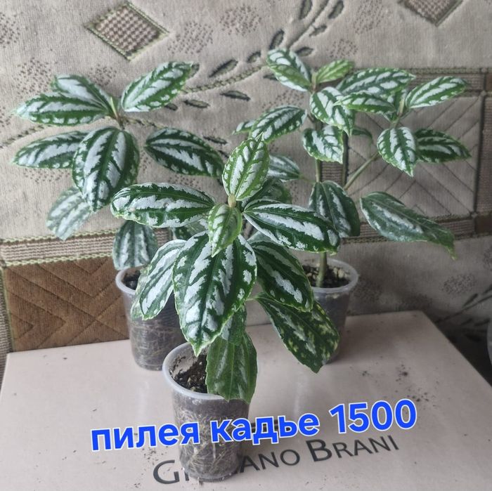 Домашние цветы разные