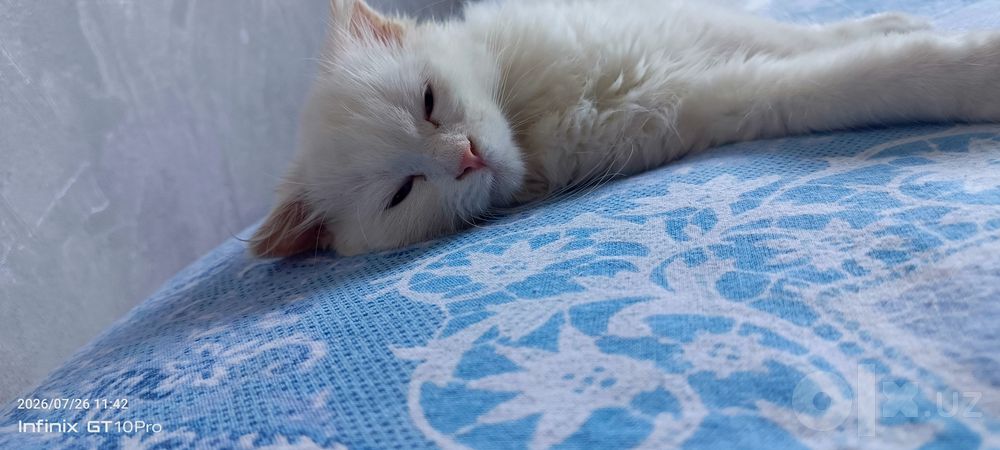 Кошка (шадланская вислоухая)