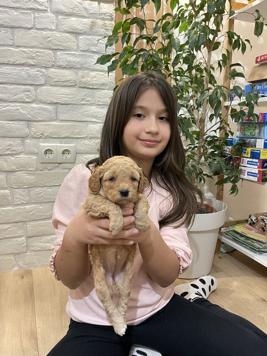 Уникални Мини Пудел