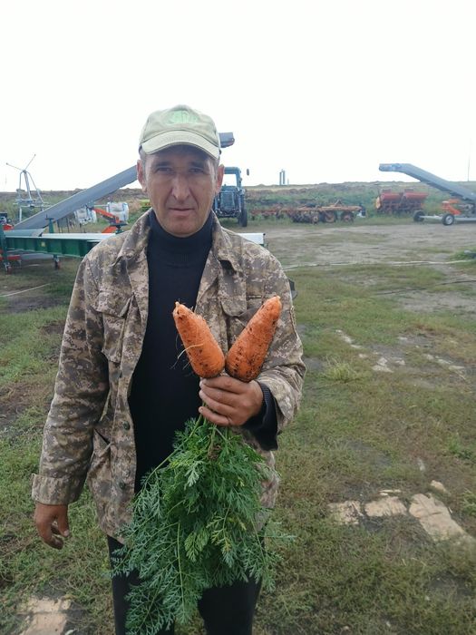 Морковь домашняя