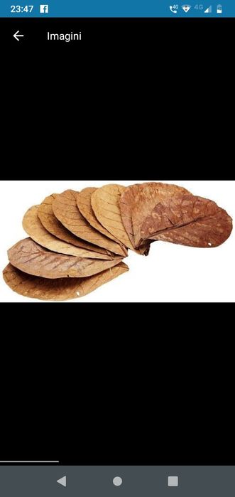 pesti acvariu , creveti ,crin gradina