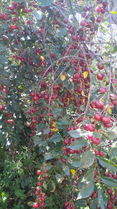 Дача восточный правый 5 дачи