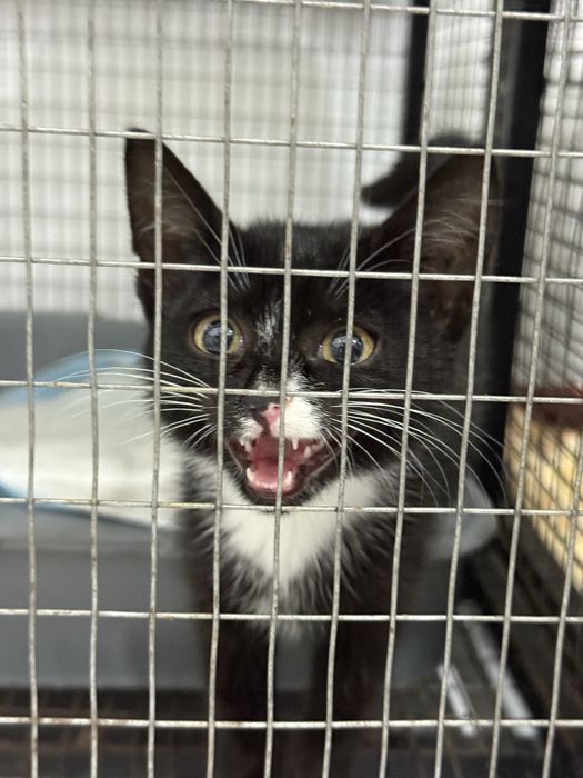 Котенок-мальчик в добрые руки