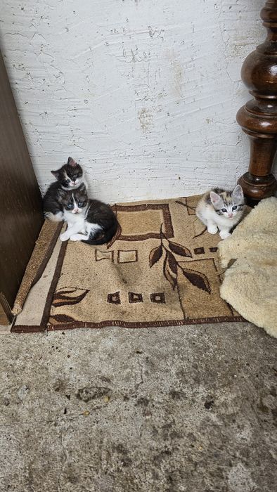 Отдам котят в добрые руки