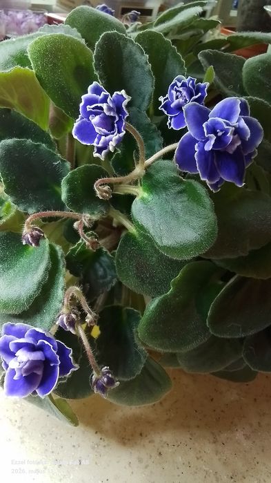 Trei violete africane triple.