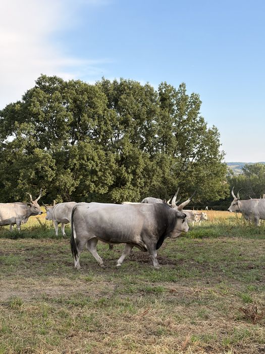 Taur sură de stepe