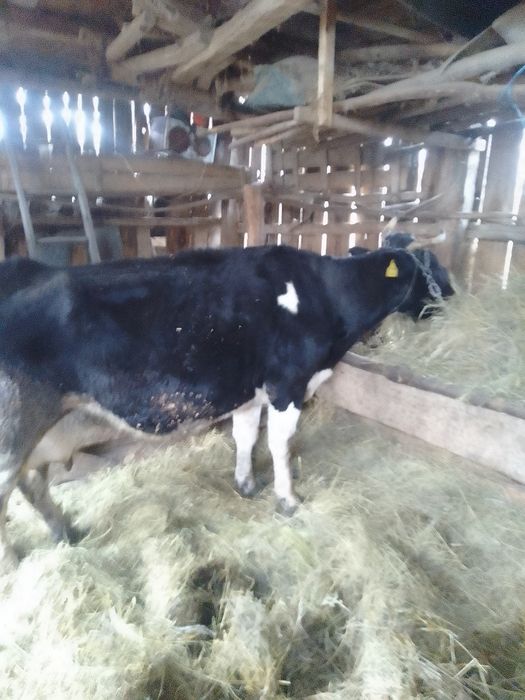 Vaca de vânzare  de rasa