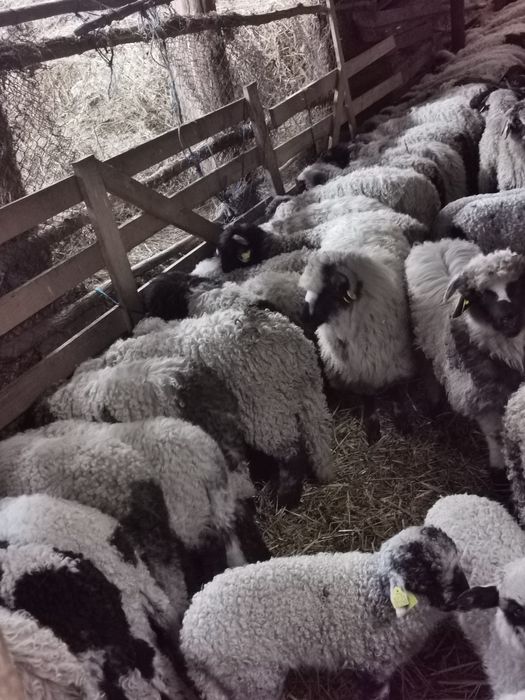 Mieluțe si berbecuți