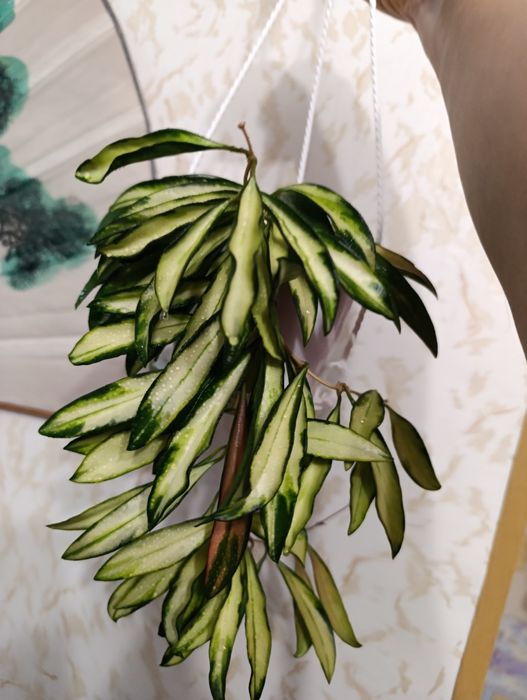 Хойя Вайетти , взрослая