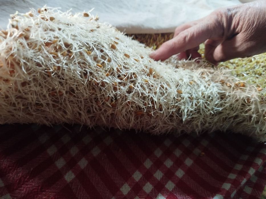 Bugdoy sotiladi srochno