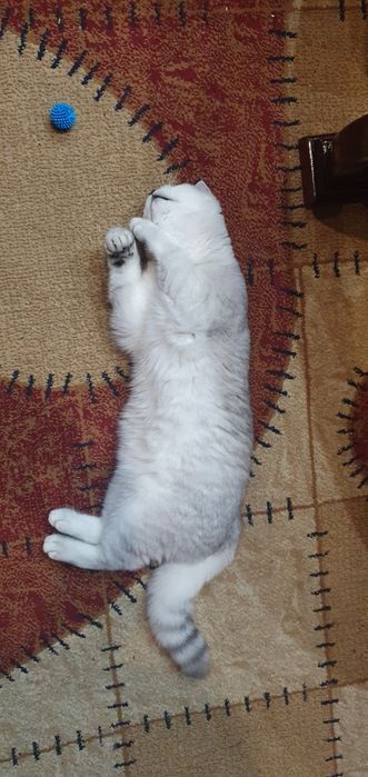 Продается  британский  кошки и котятаи котята.