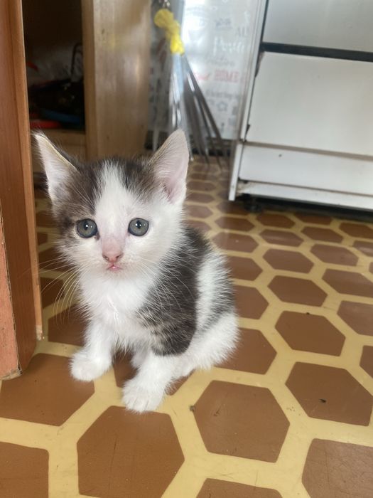 Котята,бесплано