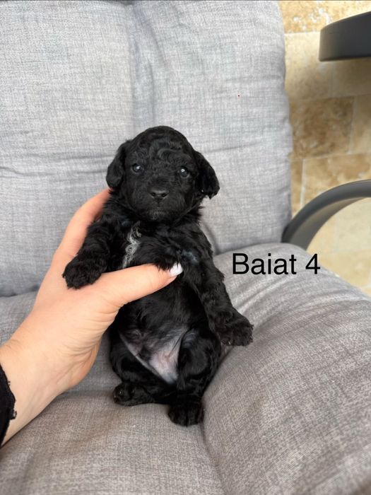 Pudel mini disponibili