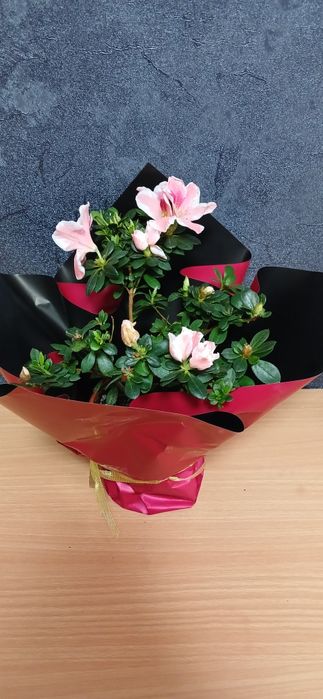 Комнатные растения от 2500