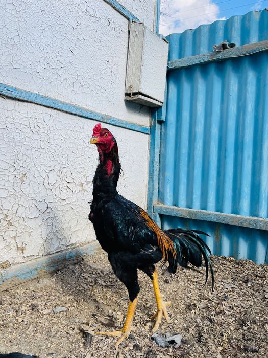 Дәкән қораз сатылады шөже