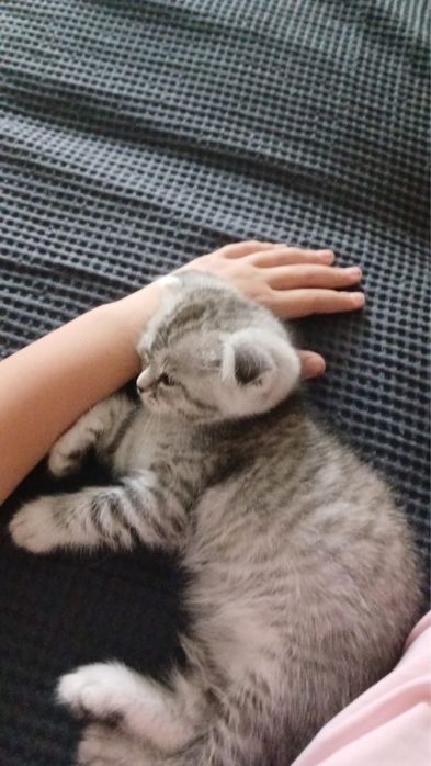 Потерялся котенок