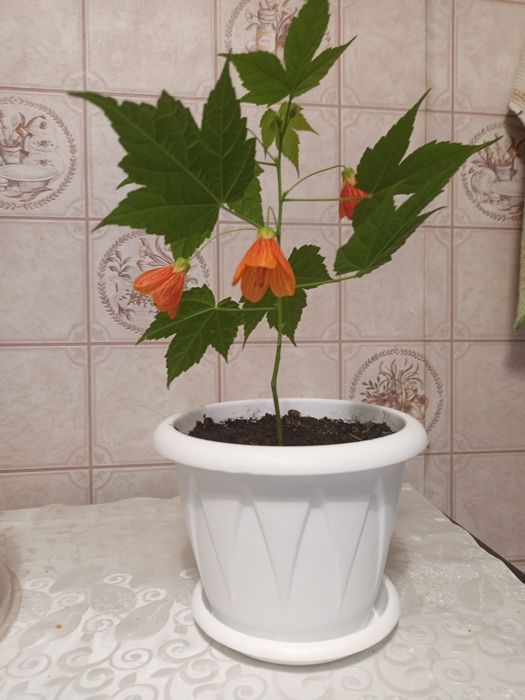 Абутилон Красный