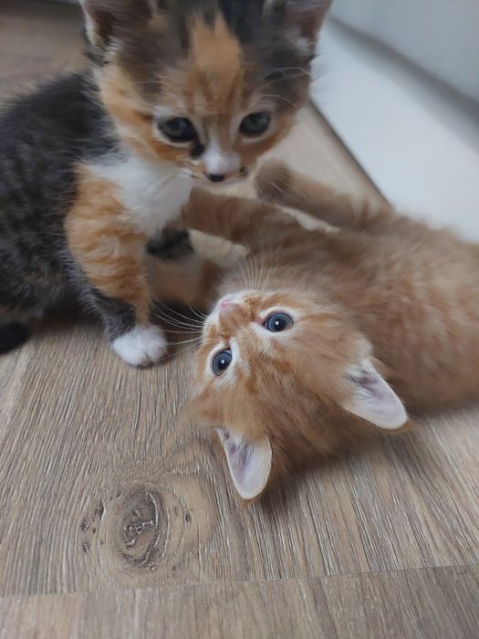 Отдаём котят в добрые руки