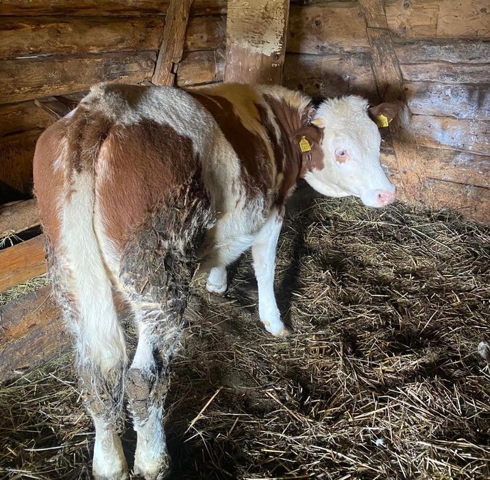 Vând junincă 1 an Bălțată Românească