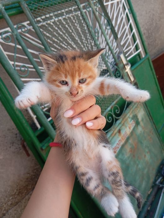 Три женски котета търсят своя дом!
