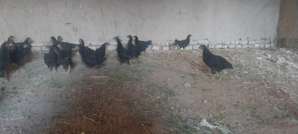Кора шахзода жужалари