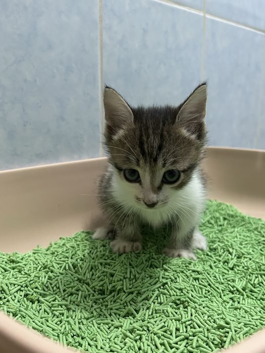 Котенок в добрые руки