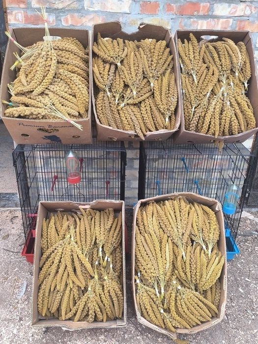 Mei boabe și spice pentru papagali