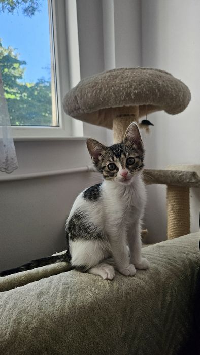 Pui pisica adoptie