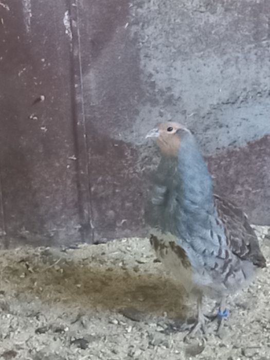 Серая куропатка.