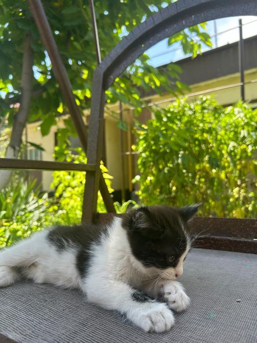 Котенок в хорошие руки.