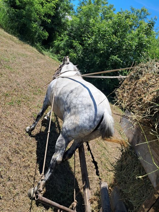 De vânzare cal sur cu picățele
