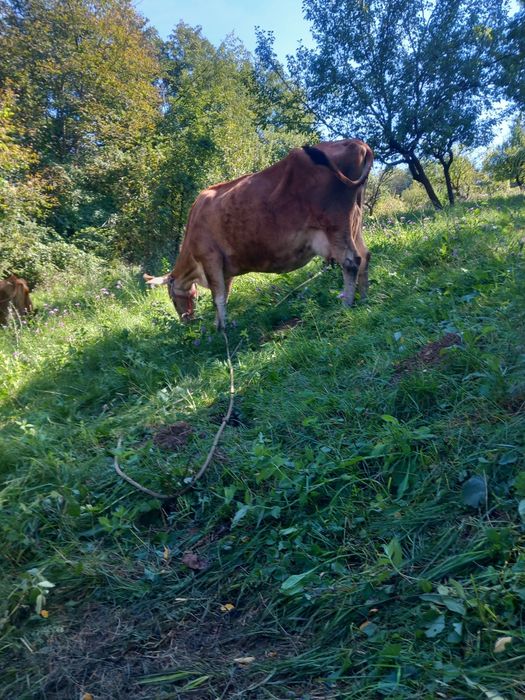Vand vacă jersey  urgent