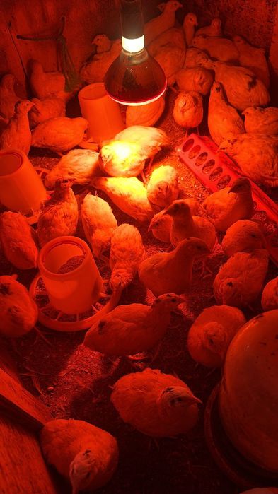 Продам перепелок