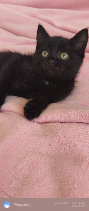Котята возраст 1 мес