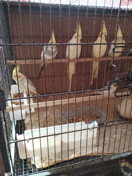 Vind Papagali Nimfa Oltenița.