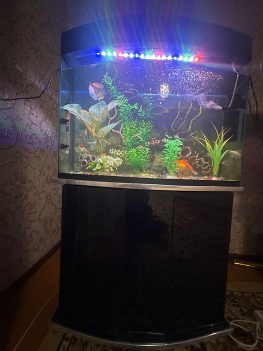 Akvarium baliqlari bilan sotiladi