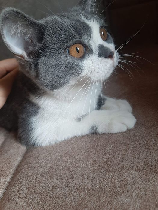 В добрые руки  кошка