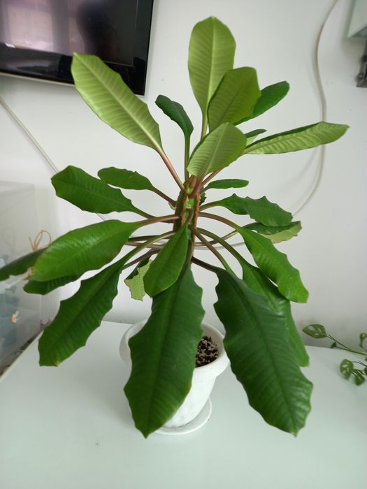 Комнатные цветы от 1000тг